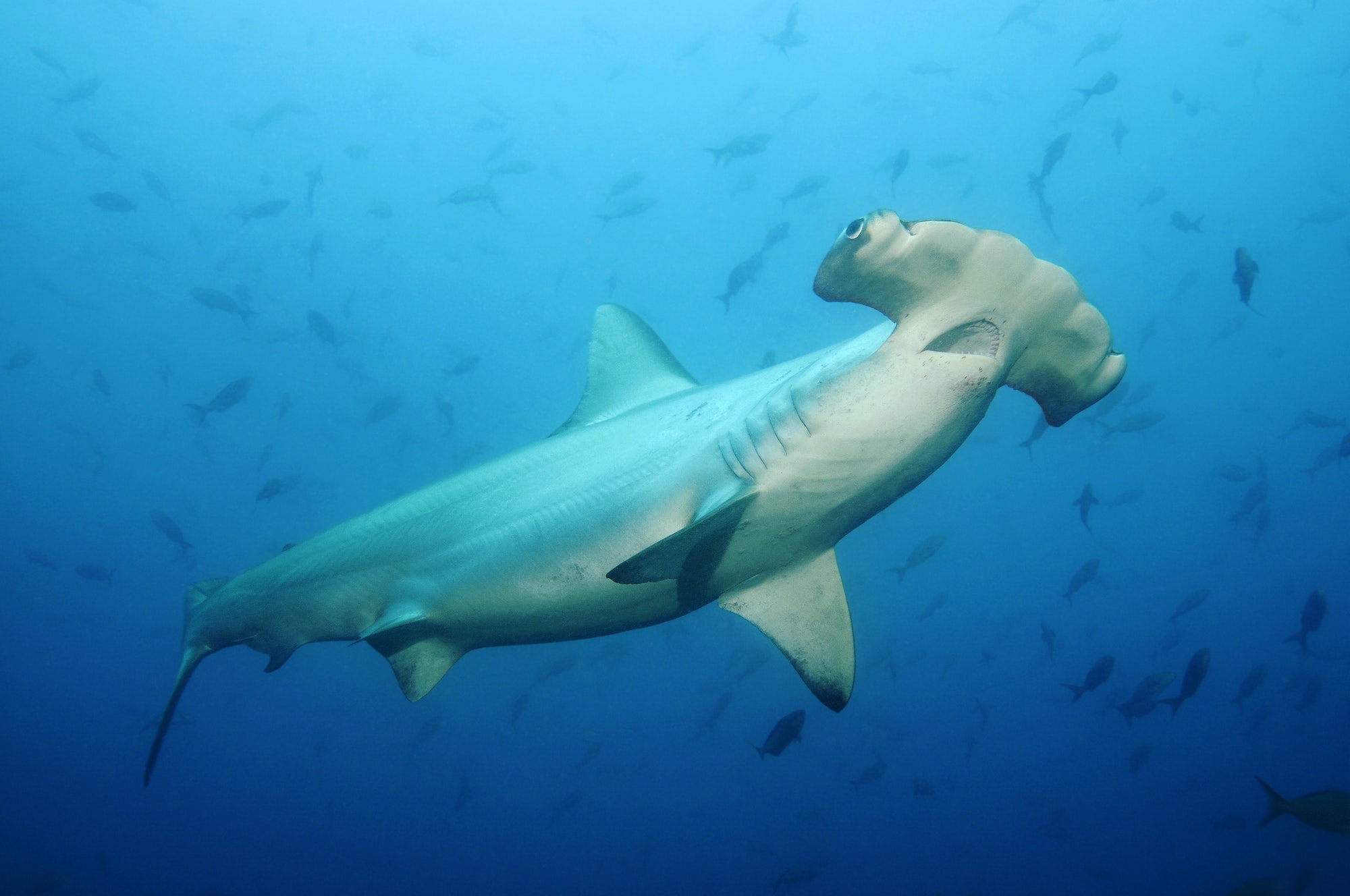 Galapagos Islands, Ecuador, Scalloped Hammerhead shark (Sphyrna lewini), close-up