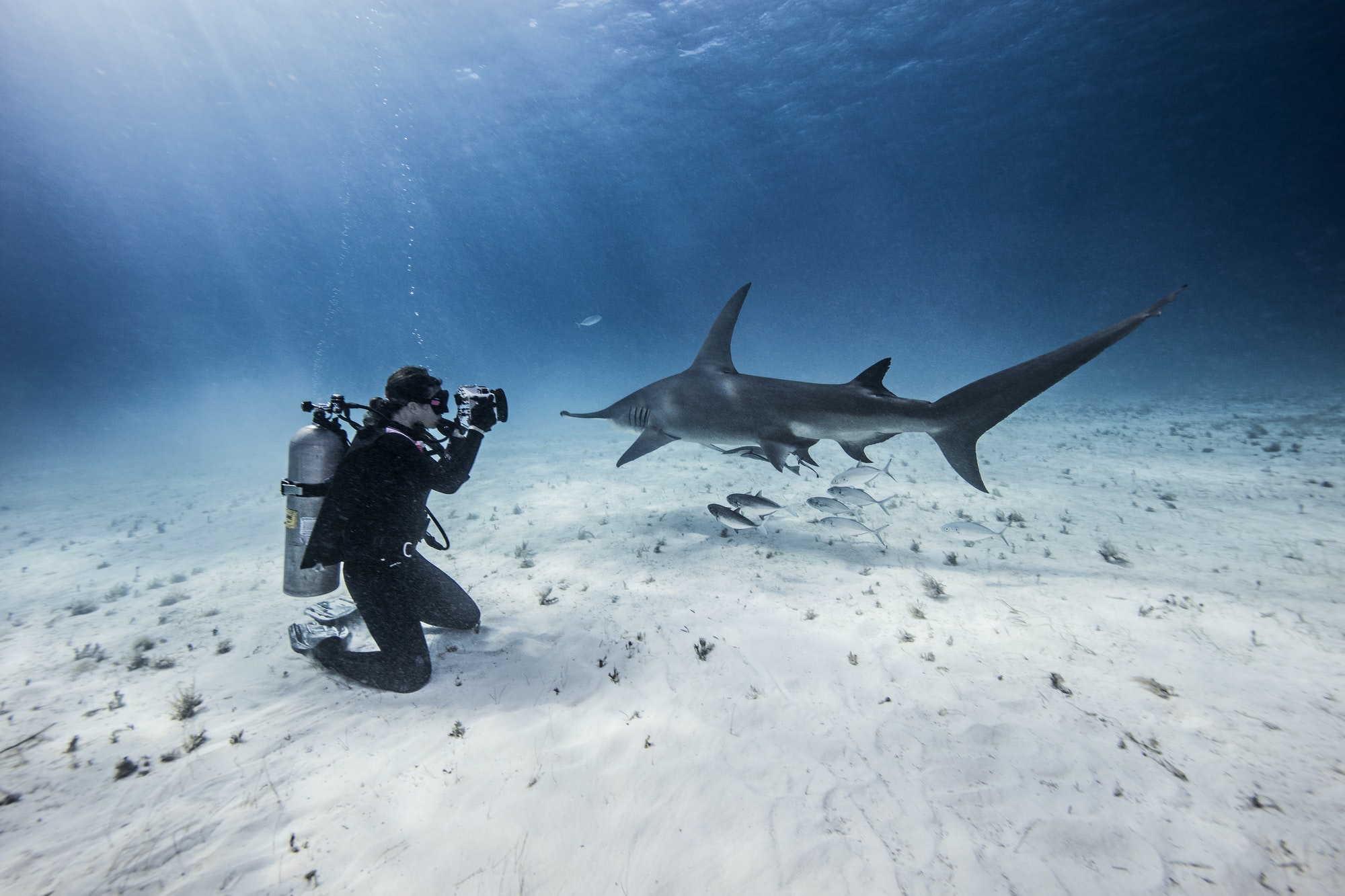 Underwater view of female scuba diver photographing great hammerhead sharks from seabed, Bimini,